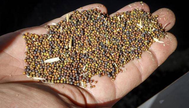 油菜花掉落之后,油菜籽就渐渐的成熟了,成熟之后它的枝干变成干枯