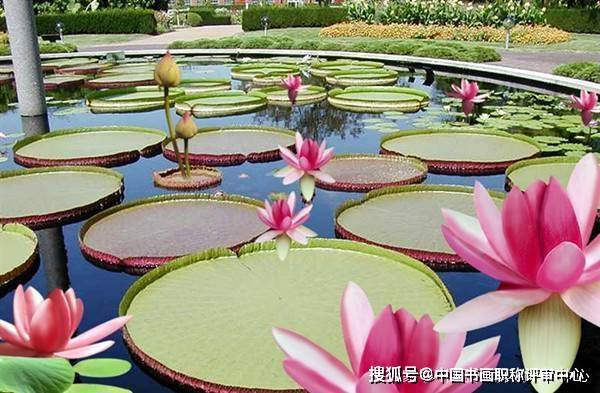 侯树辰|王 莲-侯树辰诗选