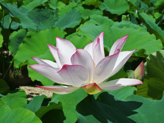 8月下旬 吉星照耀 4属相事业风生水起 日子风风光光