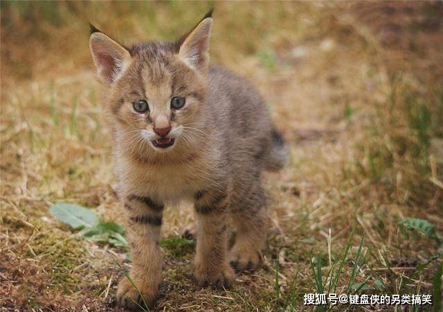 猫科动物里的网红现身西藏，身形苗条脸蛋呆萌，捕猎姿势堪比老虎