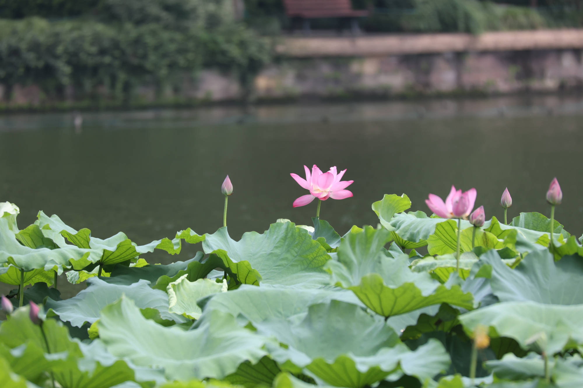 古代|为什么白居易喜欢写荷花？西湖荷花和白居易有什么关系