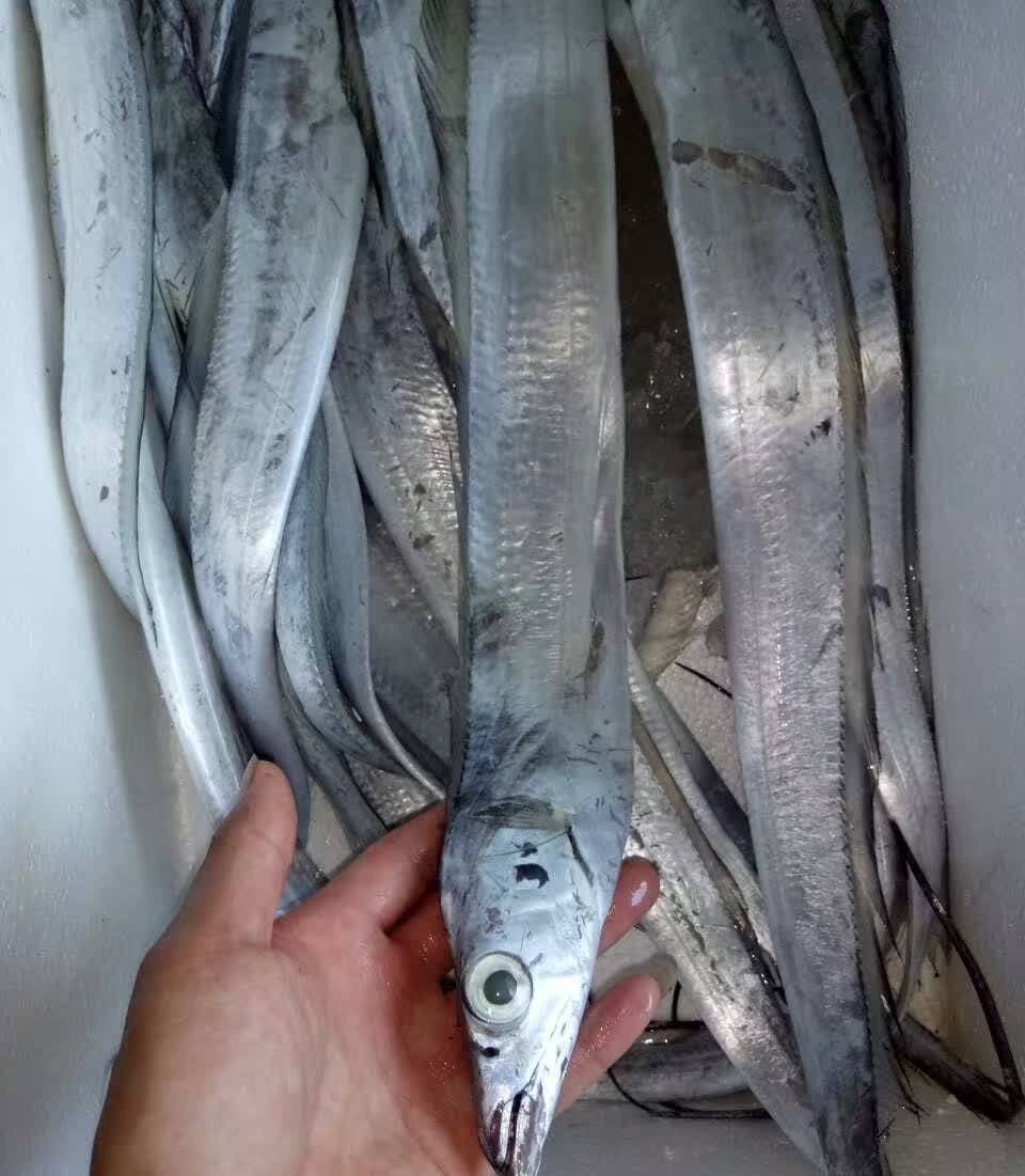 买带鱼这样挑选才是正确的!