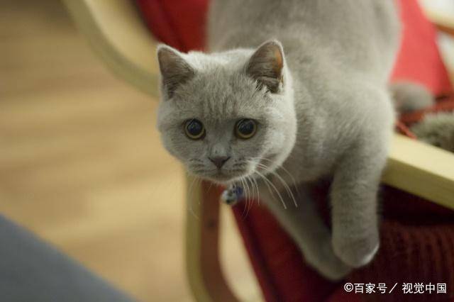 因为|什么的品种猫，便宜好看可爱又粘人？