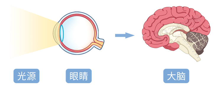 助眠神器褪黑素真的有用嗎其實它只能治這3種失眠