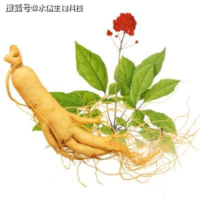 人参|在化妆品中受欢迎的中药成分有哪些?[水信生物]