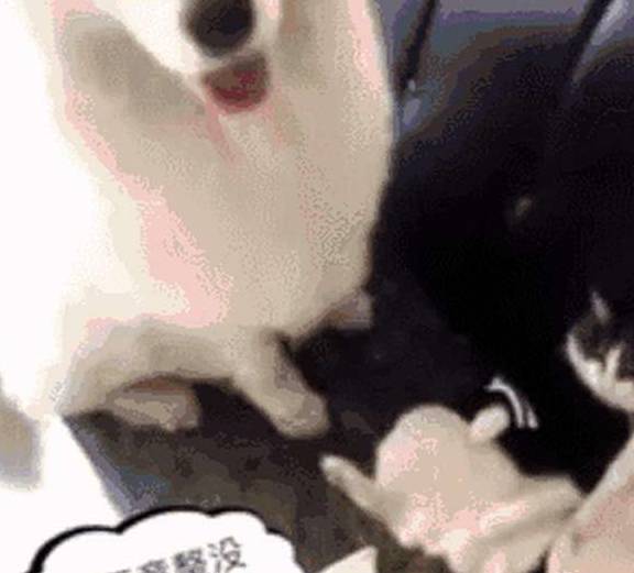 模式|金毛睡沙发上,萨摩耶不小心将它弄醒,随后萨摩求饶直到献上零食