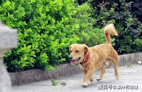 狗走丢了怎么办
