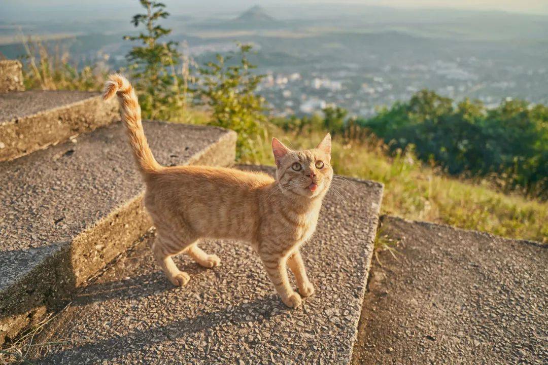 猫咪自由采食好还是定时定量好铲屎官你知道么