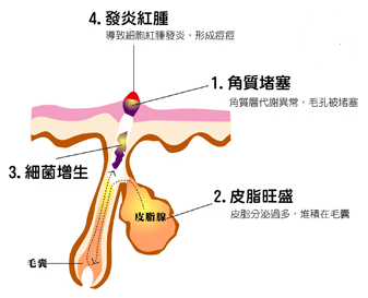 下巴|秋秋老师--