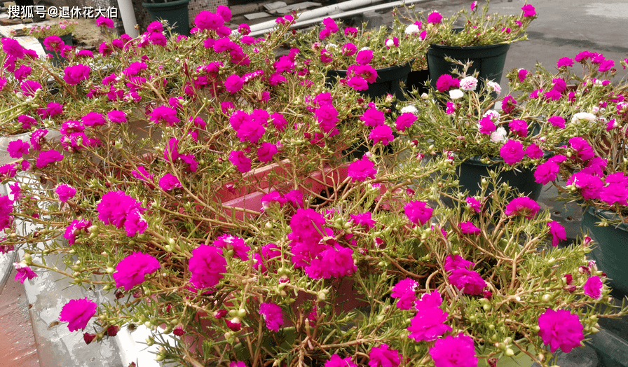 养太阳花选重瓣 冰紫 花期长 养护简单 室内阳台均能盆栽 花卉