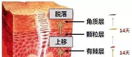 雷区|马思纯的护肤保养观点，竟然这么简单？说出来，你都不敢相信！