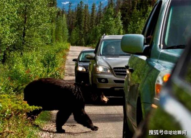 美国这头黑熊为找伴侣，历经30多天，穿越4个州，行程近700公里
