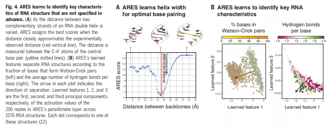 模型|深度学习精确预测RNA，仅需训练18种已知结构：研究登上Science封面