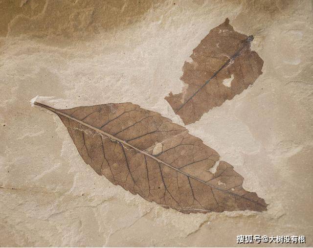2300万年的树叶被发现,科学家研究后担忧:人类未来并不好过_化石