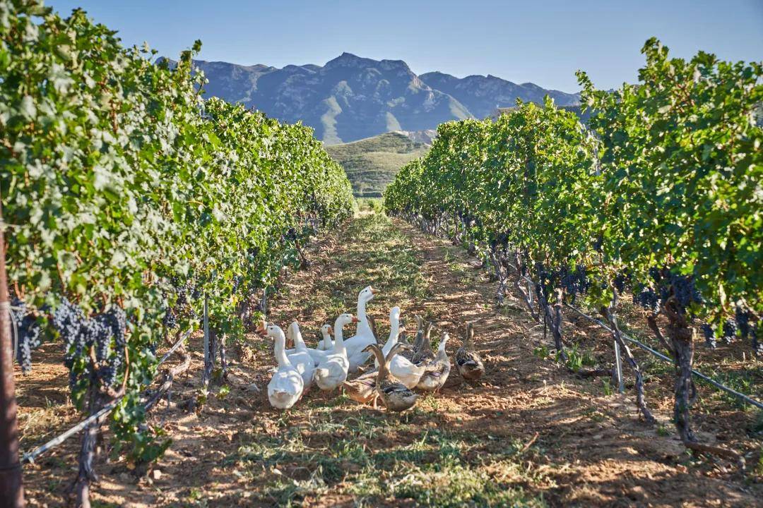 公众|参观预约程序怎么制作——酒庄参观预约公众号操作指南