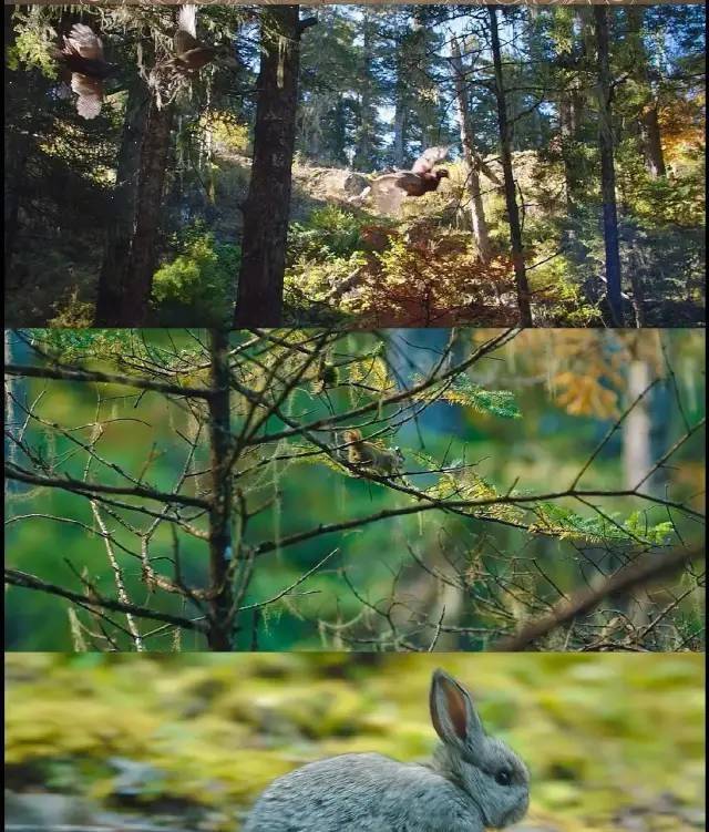 景甜|景甜在《司藤》中的细眉可谓是神来之笔,景甜的仪态也值得开班啊