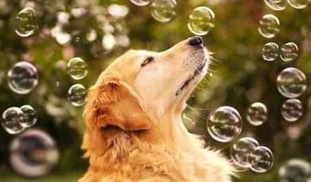 小孩子|如今越来越多人饲养金毛,这5点也许就是原因!