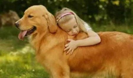 小孩子|如今越来越多人饲养金毛,这5点也许就是原因!