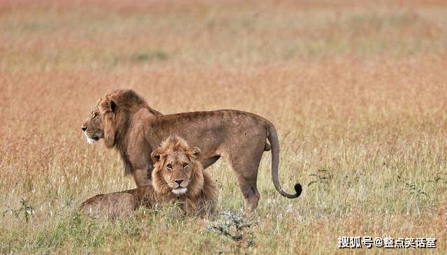 的出生狮群,那就是斯巴达狮群,这是唯一不受到坏孩子联盟雄狮入侵和