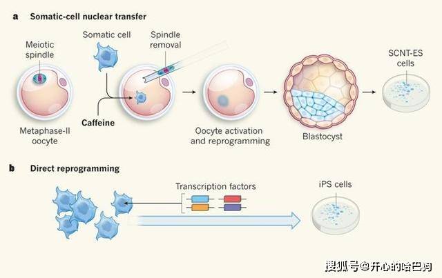 tips:胚胎幹細胞是早期胚胎,原腸胚期之前或原始性腺中分離出來的一類