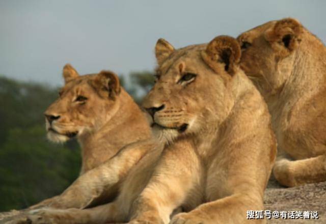 义狮查儿阿姨，抚养大两只狮王，却无法看到儿子茶叶蛋兄弟长大