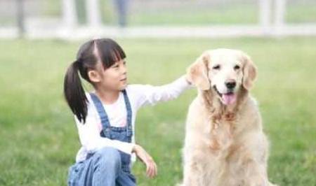 小孩子|如今越来越多人饲养金毛,这5点也许就是原因!