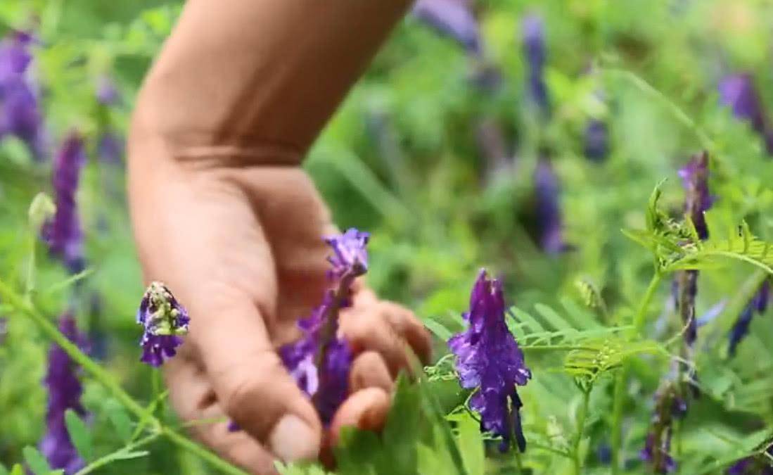 5月一种紫花小花正当季 摘一篮子裹面粉上锅蒸 吃着软糯甘甜 苕子