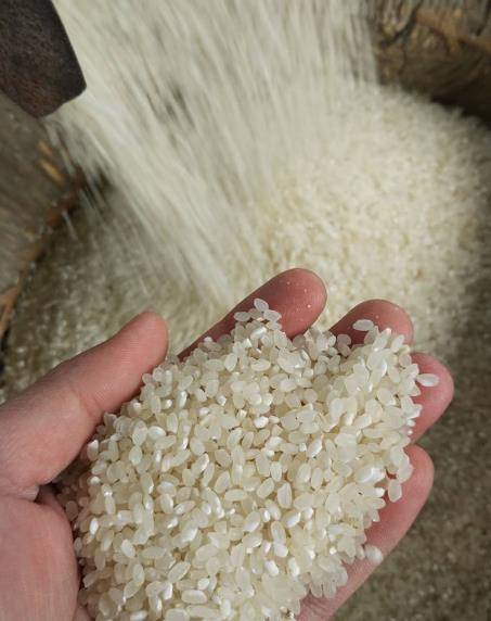 刚收完稻谷，如何分辨新米和陈米，方法在这里