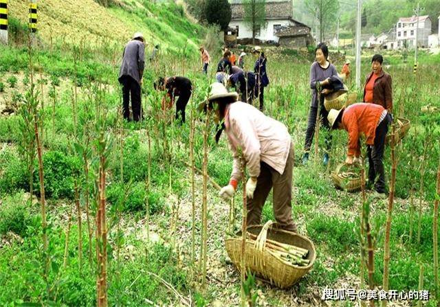 因为|它在国内的名气很大，国外却臭名昭著，80后把它当做零食来吃