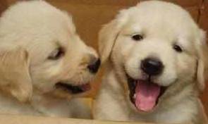 小孩子|如今越来越多人饲养金毛,这5点也许就是原因!