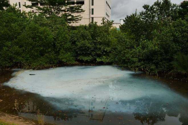 工业液体流进盘沙河，新加坡红树林恐遭毁