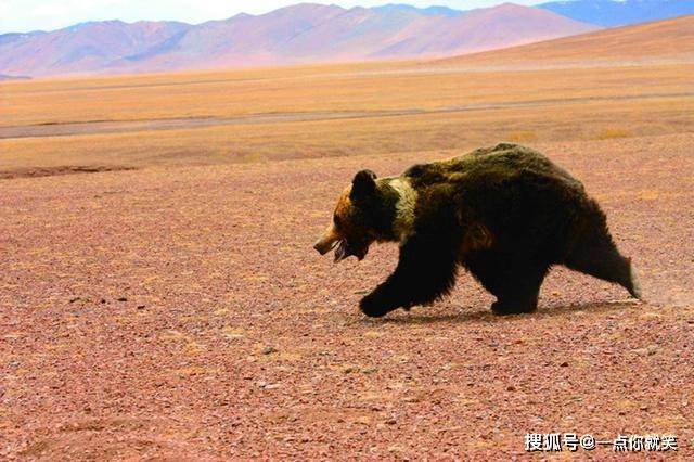 西藏怎么会有棕熊 7ad32bae907d4341893bb5f6dac3b6d8.jpeg