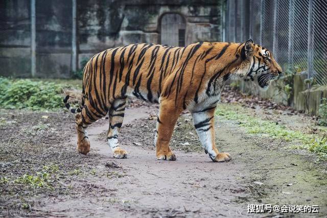 原创多种灭绝物种重现其中一种已灭绝170年华南虎会重现吗