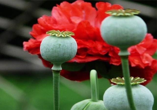 唯一合法种植罂粟的地方,武警24小时持枪保护,规模高达上千亩_鸦片