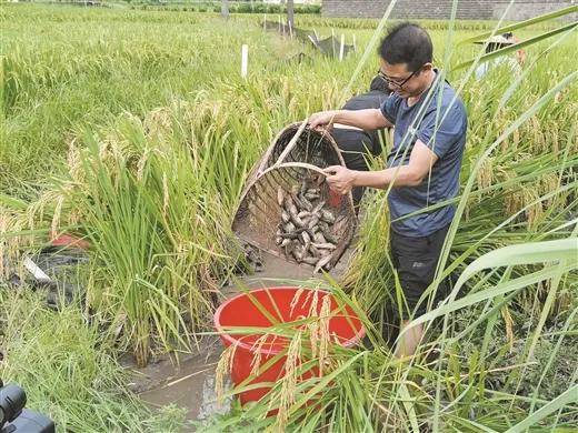 桂林全州:稻田禾花鱼 年产1.2万吨