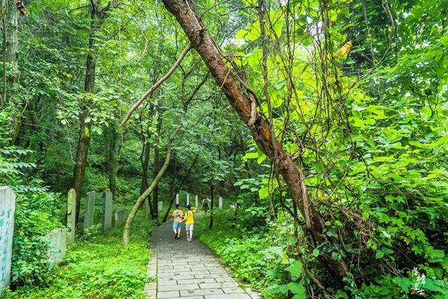 河南豫西有一座燕子山森林公园，是一处天然氧吧，可山上并无燕子