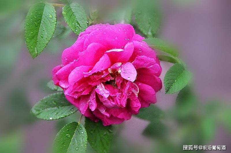 方法|葡萄酒花香的特点和品鉴方法,葡萄酒常见鲜花干花香分类图鉴详解