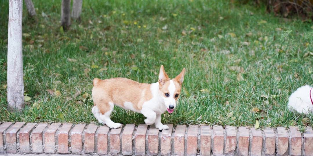 指令|养“柯基”能有多少快乐，看完这篇文章，你无力反驳