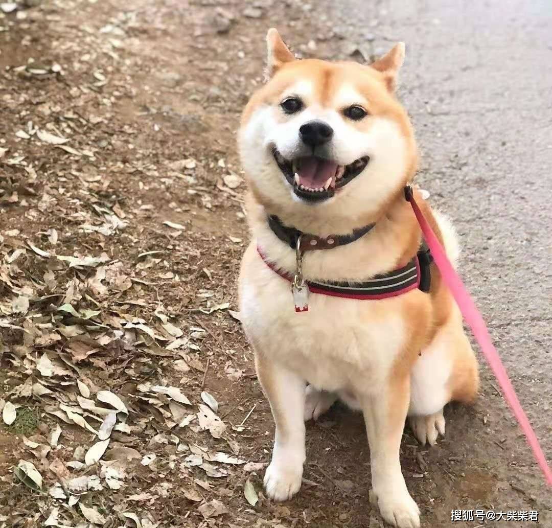 柴犬不是日本土狗 和土狗有什么不同 区别