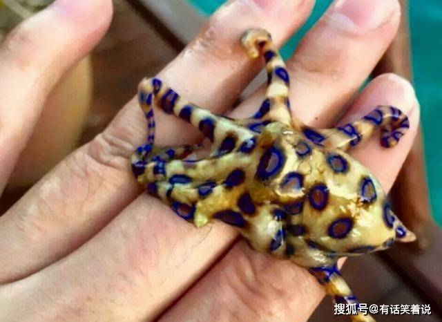 被蓝环章鱼咬伤的人 一般是窒息而死的 毒素