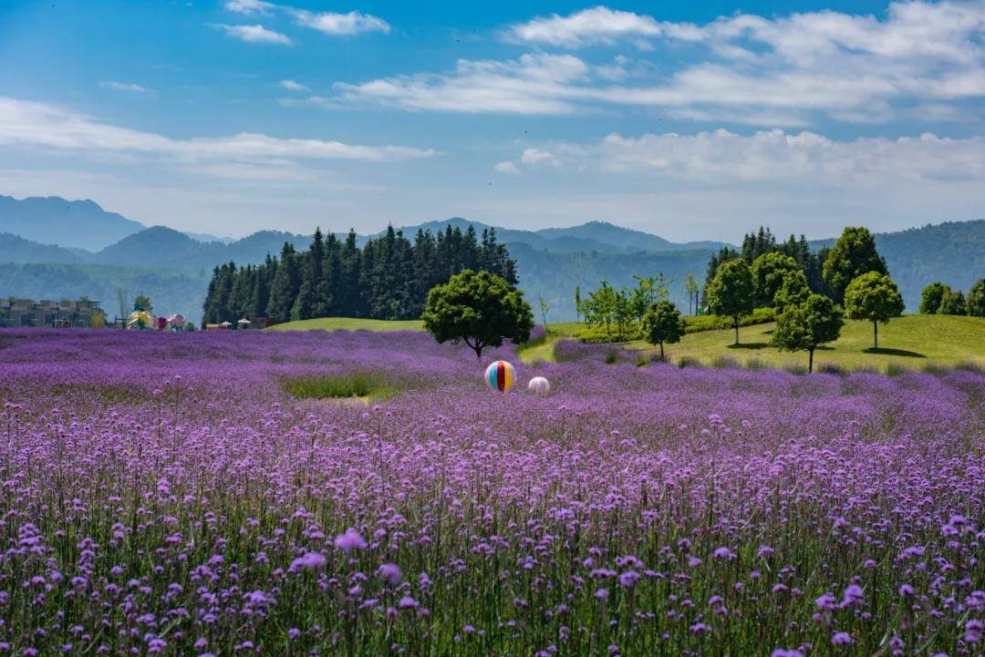 的花海|【国家AAAA级景区】腾冲原乡栖花岭景区