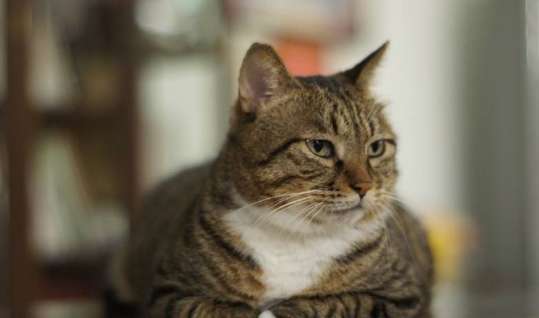 我国|本土最纯的土猫！国内不值钱，国外买不起，被国际权威组织认可