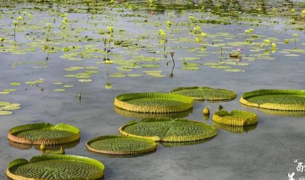 好看 好玩 好吃 郭巨湿地的百亩香水莲开得惊艳 莲花