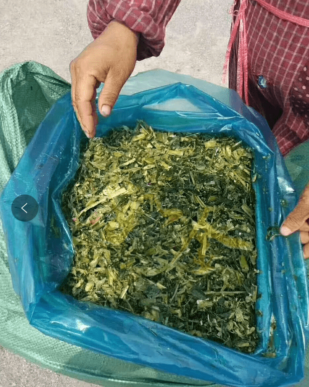 玉米青贮饲料制作视频 a7d357f579424c1e841c1f79f028d392.png