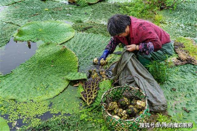 因为|又到采收季，儿时当零食吃，如今成祛湿佳品，夏天热卖