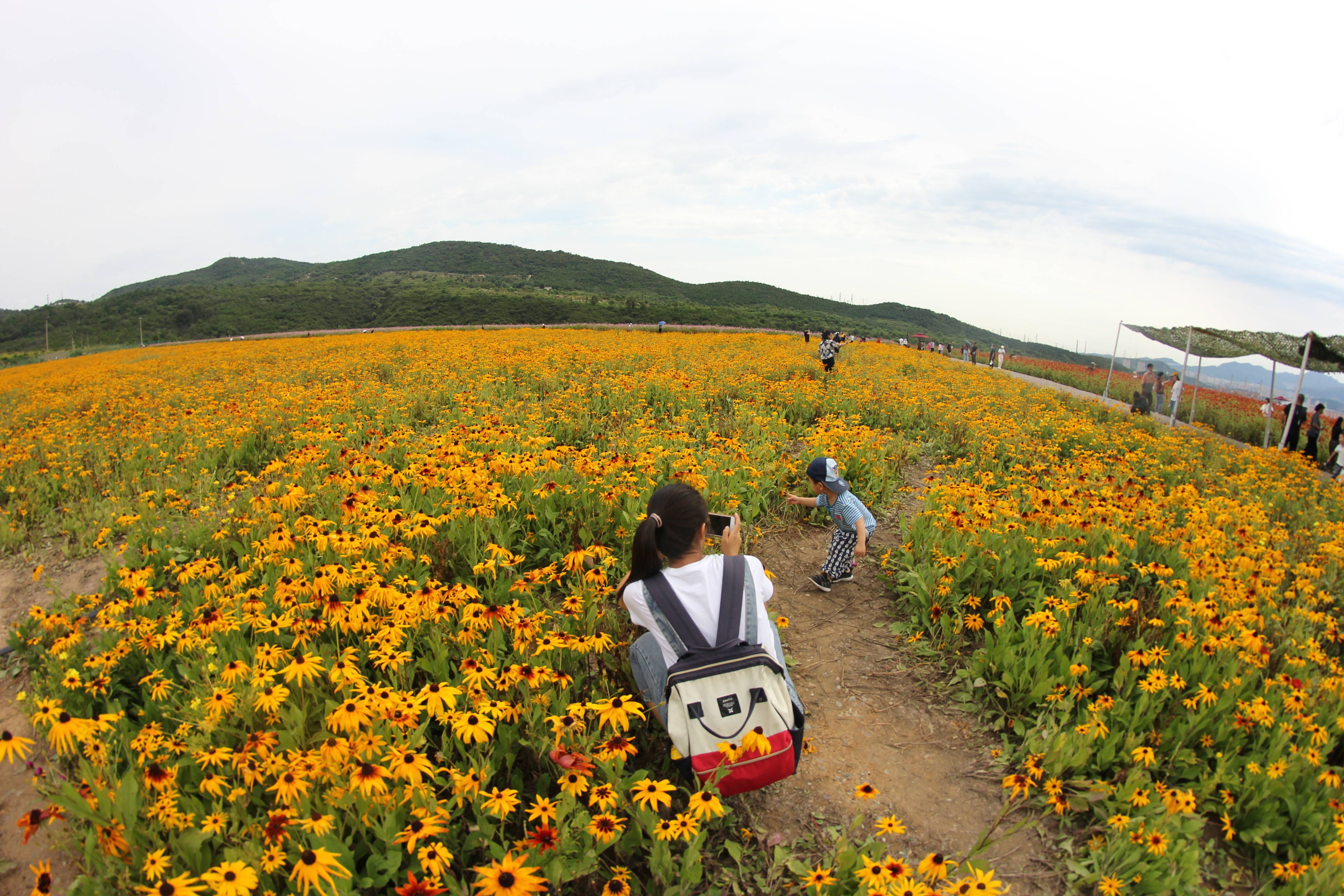 石景山五里坨半山花海图片