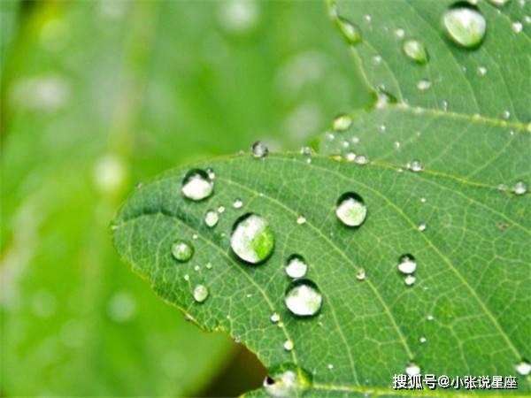 北方什么时候有露水 71124e6dd9f548de9c9536ccb34560d1.jpeg