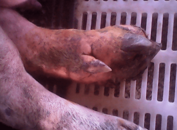 猪烂蹄病用什么药?找对病因很关键