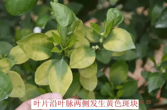 柑橘缺镁现象