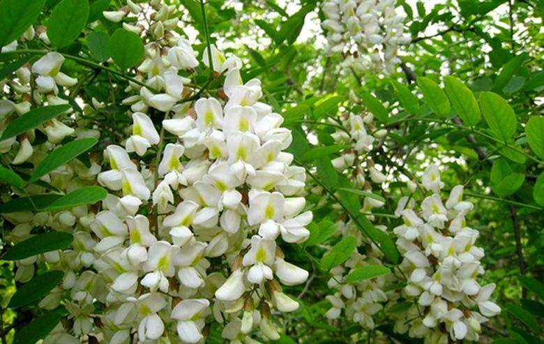 它是天然的"通便剂",经常吃一点,排出黑臭宿便,远离便秘痔疮_槐花